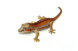 Red Super Striped Gargoyle Gecko (TAMPAX X KOALA offspring)