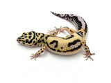 Bold Tangerine Leopard Gecko Female
