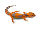 Tangerine Tremper Albino Leopard Gecko