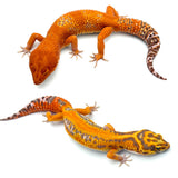 Tangerine Tremper Albino Leopard Gecko