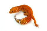 SHTCTB Leopard Gecko