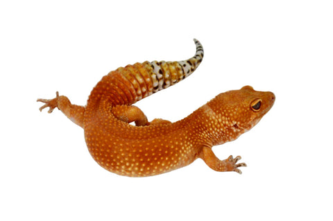 SHTCTB Leopard Gecko