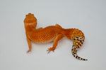 SHTCTB Leopard Gecko