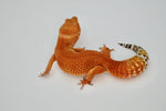 SHTCTB Leopard Gecko