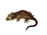 Red Aberrant Striped Gargoyle Gecko (La Tigra sister)