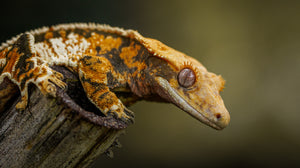 Crested Gecko for Sale