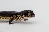 Mack Snow Black Night het Eclipse Leopard Gecko