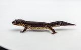 Mack Snow Black Night het Eclipse Leopard Gecko