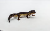 Mack Snow Black Night het Eclipse Leopard Gecko