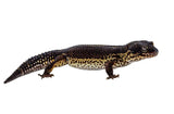 Mack Snow Black Night het Eclipse Leopard Gecko