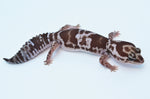 Oreo Whiteout African Fat Tailed Gecko (66% pos het Patty)