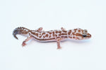 Whiteout Oreo Patternless African Fat Tail Gecko