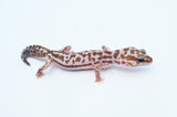 Whiteout Oreo Patternless African Fat Tail Gecko