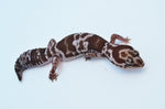 Oreo Whiteout African Fat Tailed Gecko (66% pos het Patty)