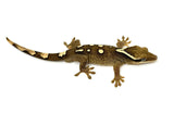 White Collar Sarasin's Gecko