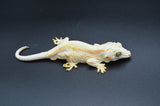 Orange Striped Gargoyle Gecko (White Boy offspring)