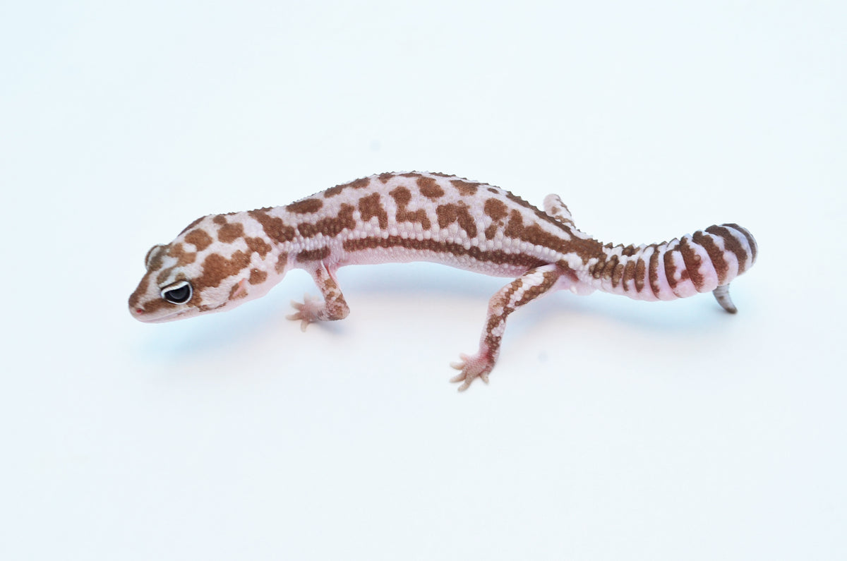 Whiteout Oreo Patternless African Fat Tail Gecko – TikisGeckos