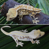 HOLDBACK High Expression Pinstripe Lilly White Crested Gecko