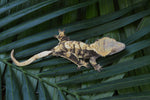 Mystery XXX Tricolor Crested Gecko Group Baby