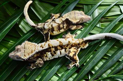 Mystery XXX Tricolor Crested Gecko Group Baby