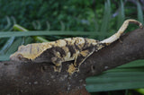 Mystery XXX Tricolor Crested Gecko Group Baby