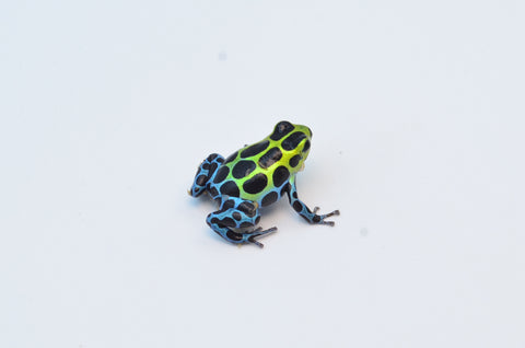 Zimmerman's poison frog