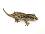 Orange Aberrant Striped Gargoyle Gecko