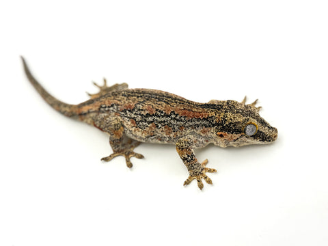 Orange Aberrant Striped Gargoyle Gecko