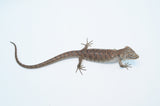 Red Lipped Arboreal Alligator Lizard (Abronia lythrochila)