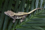 Dark Whiteout Emptyback Pinstripe Crested Gecko