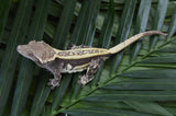 Dark Whiteout Emptyback Pinstripe Crested Gecko