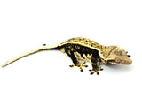 Thick Pinstripe Crested Gecko (Pos het EB)