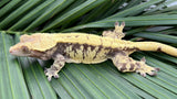 Whiteout Harlequin Crested Gecko "Rowdy"