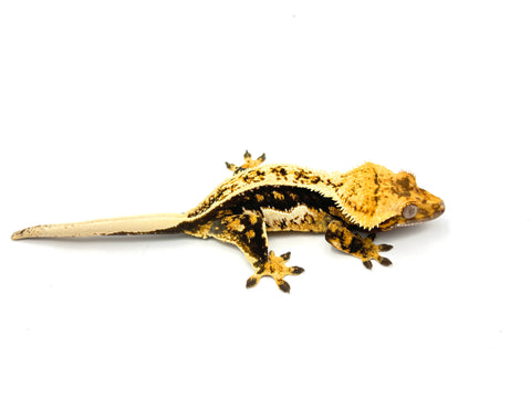 Dark Whiteout Pinstripe Crested Gecko
