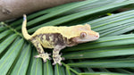 Whiteout Harlequin Crested Gecko "Rowdy"