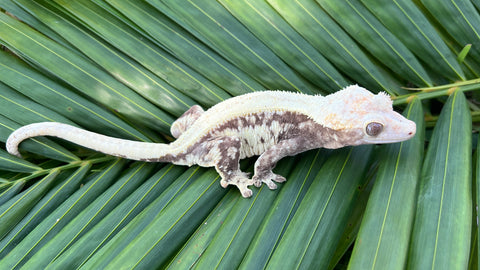 Drippy Lavender & White Extreme Harlequin Pinstripe Crested Gecko "Medusa"