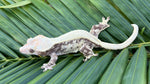 Drippy Lavender & White Extreme Harlequin Pinstripe Crested Gecko "Medusa"