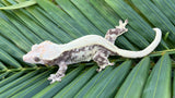 Drippy Lavender & White Extreme Harlequin Pinstripe Crested Gecko "Medusa"