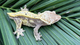 Snowflake Cream Quadstripe Dalmatian Crested Gecko "Stripes"