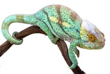 Parson's Chameleon