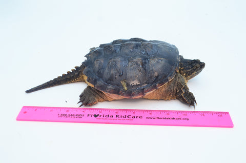 Sub Adult Snapping Turtle