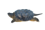 Adult Snapping Turtle