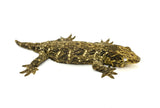 GTX Giant Gecko