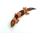 Whiteout Tangerine Amelanistic African Fat Tail Gecko