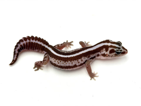 Striped Oreo Patternless African Fat Tail Gecko