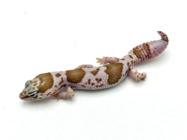 Delkin デルキン　Fat Gecko mini　ファットゲッコ ミニ Amazon | Delkin Fat Gecko Mini シングル吸盤カメラマウント 正規品