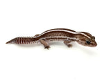 Striped Oreo Patternless het Ghost African Fat Tail Gecko