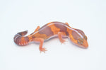 Baby Amelanistic African Fat Tail Gecko