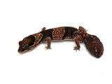 African Fat Tail Gecko