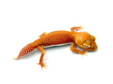 Albino Patternless Knob-Tail Gecko
